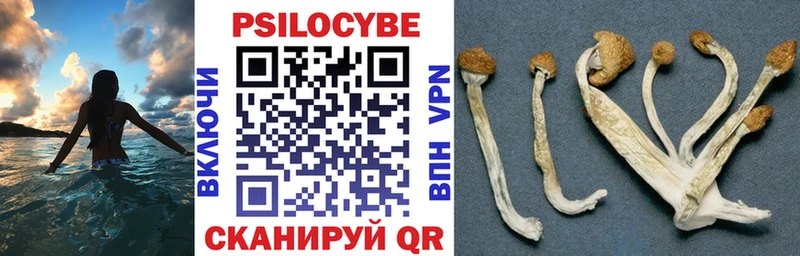 где продают Волжский Галлюциногенные грибы Cubensis